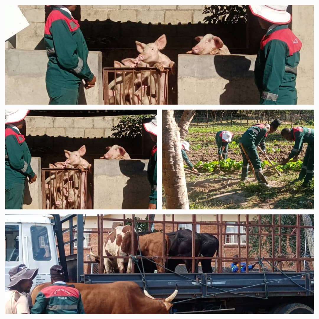 Fish ponds and hydroponics